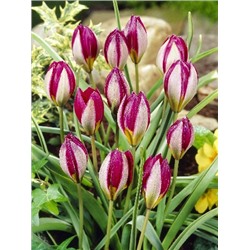 Персиан Перл (Tulipa pulchella Persian Pearl)