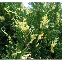 Вариегата (Juniperus sabina Variegata)