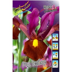 Ред Эмбер (Iris hollandica Red Ember)