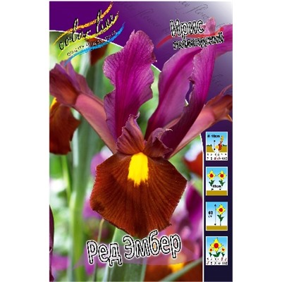Ред Эмбер (Iris hollandica Red Ember)