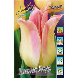 Элегант Леди (Tulipa Elegant Lady)