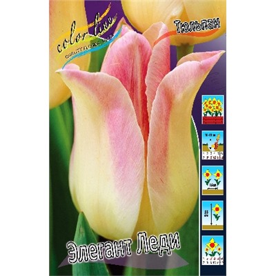 Элегант Леди (Tulipa Elegant Lady)