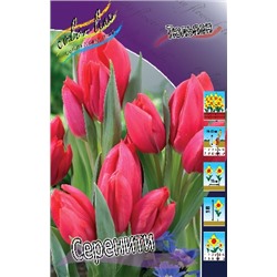 Серенити (Tulipa Serenity)