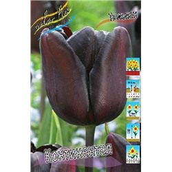 Континентал (Tulipa Continental)