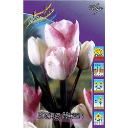 Клод Нине (Tulipa Cloud Nine)