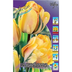 Акебоно (Tulipa Akebono)