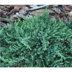 Можжевельник обыкновенный Гринмантл (Juniperus communis Greenmantle)