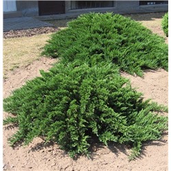 Минт Джулеп (Juniperus pfitzeriana Mint Julep)