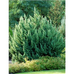 Монарх (Juniperus chinensis Monarch)