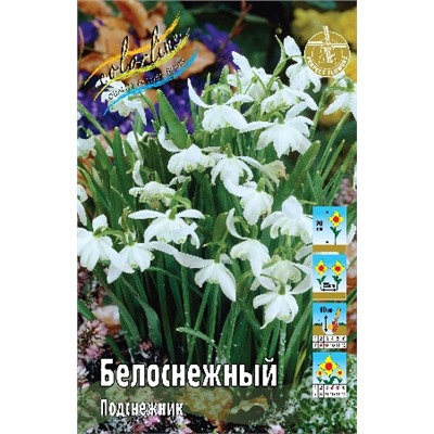 белоснежный (Galanthus nivalis)