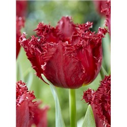 Версачи (Tulipa Versace)
