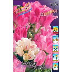 Кэнди Клаб (Tulipa Candy Club)