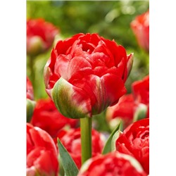Бомбастик Рэд (Tulipa Bombastic Red)