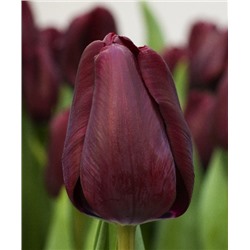 Карпаччо (Tulipa Carpaccio)
