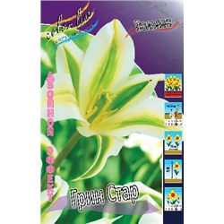 Грин Стар (Tulipa Green Star)