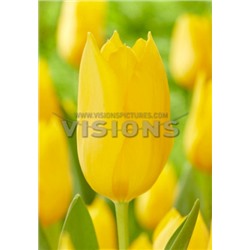 Мускадет (Tulipa Muscadet)
