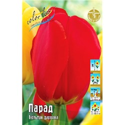 Парад 14/+ (Tulipa Parade)