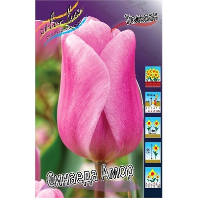 Синаеда Амор (Tulipa Synaeda Amor)