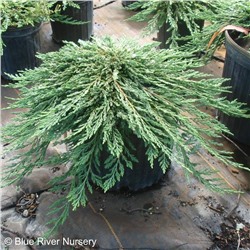 Juniperus horizontalis Pancake