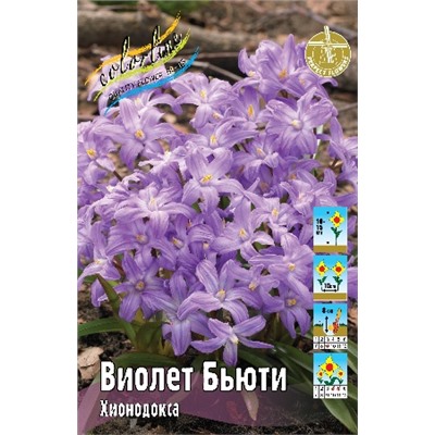 Виолет Бьюти (Chionodoxa luciliae Violet Beauty)