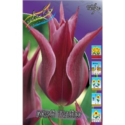 Мэй Тайм (Tulipa May Time)