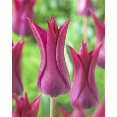 Асуан (Tulipa Aswan)