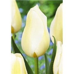 Орлеанс (Tulipa Orleans)