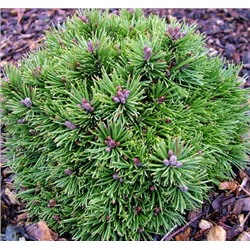Pinus mugo Bozi Dar