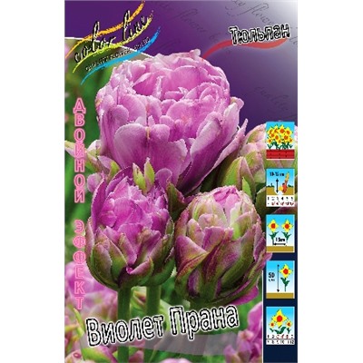 Виолет Прана (Tulipa Violet Prana)