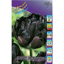 Блэк Хироу (Tulipa Black Hero)