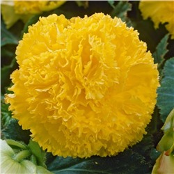 Бахромчатая желтая (Fimbriata Yellow)