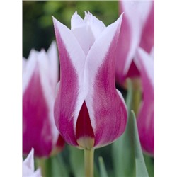 Клавдия (Tulipa Claudia)