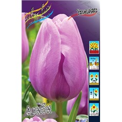 Алиби (Tulipa Alibi)