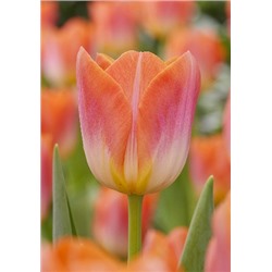 Санрайз Дайнести (Tulipa Sunrise Dynasty)