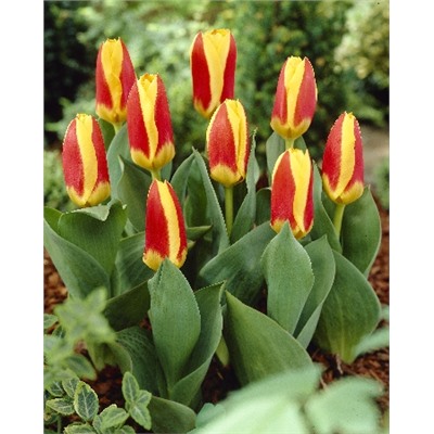 Стреза (Tulipa Stresa 1)