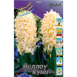 Йеллоу Куин (Hyacinth Yellow Queen)