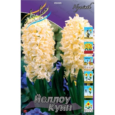 Йеллоу Куин (Hyacinth Yellow Queen)