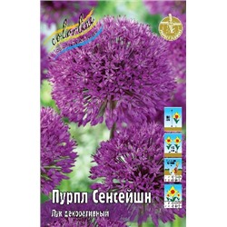 Пурпл Сенсейшн (Allium Purple Sensation)