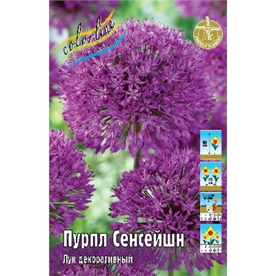 Пурпл Сенсейшн (Allium Purple Sensation)