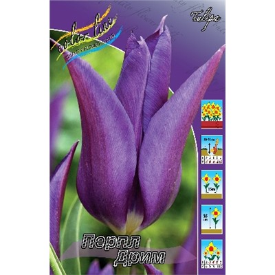 Перпл Дрим (Tulipa Purple Dream)