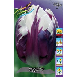 Зурел (Tulipa Zurel)