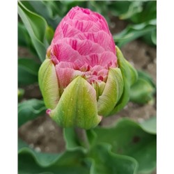 Строуберри Куин (Tulipa Strawberry Queen)
