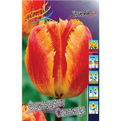 Фринджет Солтице (Tulipa Fringed Solstice)