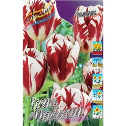 Гранд Перфекшн (Tulipa Grand Perfection)