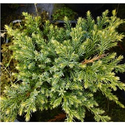 Juniperus squamata Holger