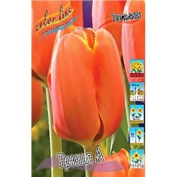 Трипл А (Tulipa Triple A)