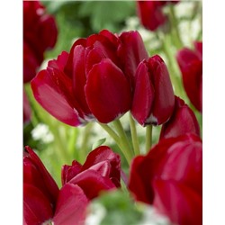Файери Клаб (Tulipa Fiery Club)