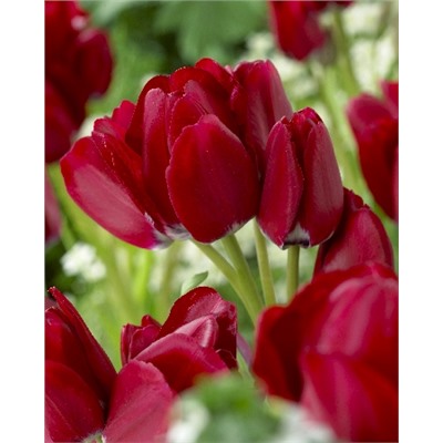 Файери Клаб (Tulipa Fiery Club)