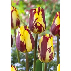 Хелмар (Tulipa Helmar)