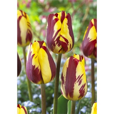 Хелмар (Tulipa Helmar)